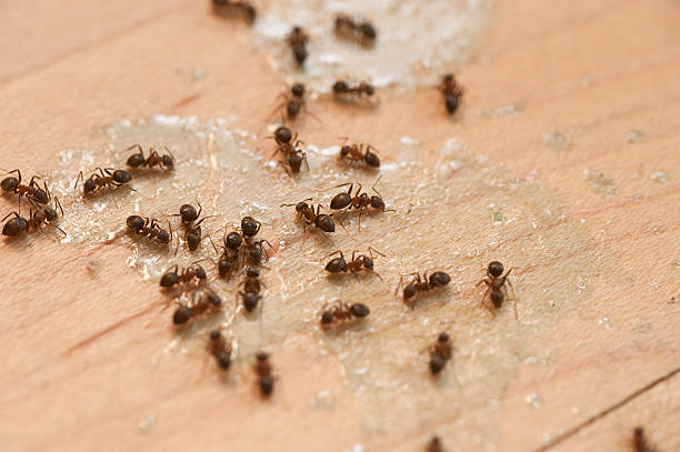 Best Pest Control Near Me  in St Clair Shores, MI