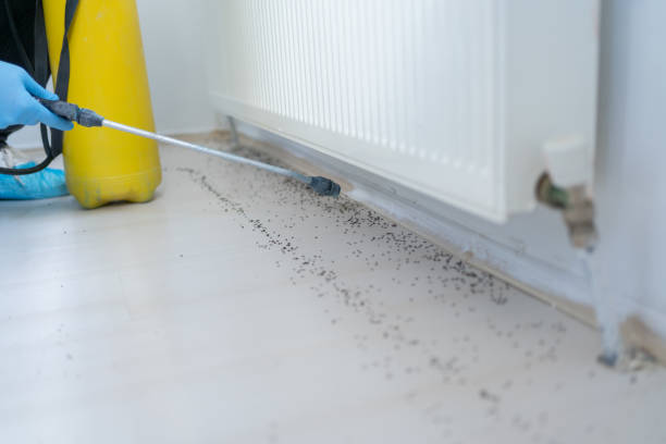 Best Wasp Removal Services  in St Clair Shores, MI